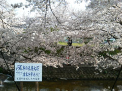 160年長寿大桜1