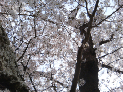 160年長寿大桜2