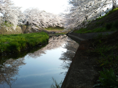 佐保川の桜12