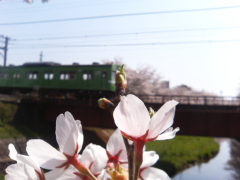 佐保川の桜と関西本線