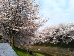 佐保川の桜3