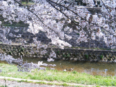 佐保川の桜と鴨