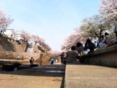 佐保川の桜と花見する人々