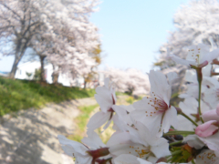 佐保川の桜5