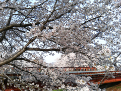 佐保川の桜と花見する人々