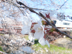 佐保川チャリティー桜まつり