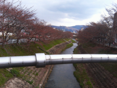 4月1日の開花状況