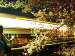 桜と関西本線