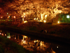 川面に映る桜